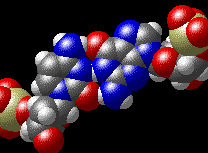 GC base pair