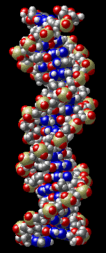DNA