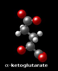 Molecular Structure of alpha-ketoglutarate COO-�CH2�Ch2�CO�COO-