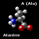 Molecualar Structure of Alanine CH3-CH(NH3)-COO-