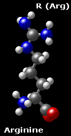 Molecular structure of arginine HN=C(NH2)-NH-(CH2)3-CH(NH3)-COO