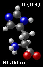 Molecular structure for histidine NH-CH=N-CH=C-CH2-CH(NH3)-COO