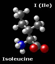 Molecular Structure of Isoleucine CH3-CH2-CH(CH3)-CH(NH3)-COO