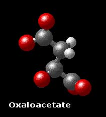 Molecular Structure of oxaloacetate COO-�CH2�CO�COO-