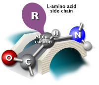 not structure of amino acid demonstrating that the R group of L-amino acids is on the left