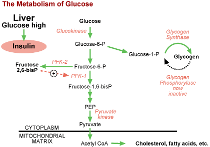 Graphic of the Metabolism of Glucose