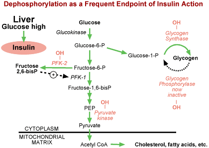 Graphic of Dephosphorylation as a Frequent Endpoint of Insulin Action