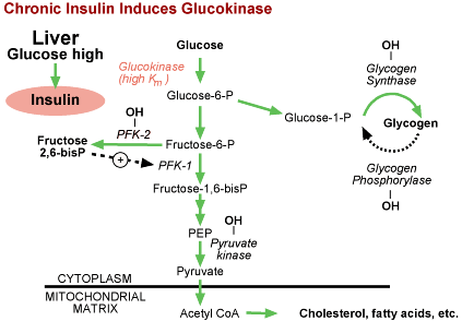 Graphic of Chronic Insulin Induces Glucokinase 