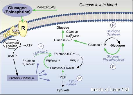 graphic of Glucagon Acts Via cAMP
