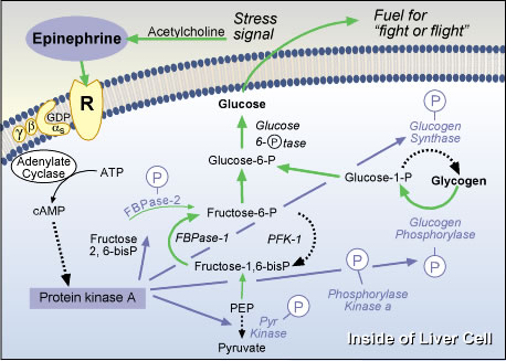 graphic of Primary Action of Epinephrine in a Liver Cell 