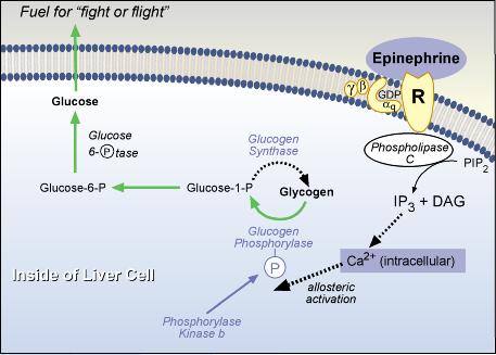graphic of Secondary Action of Epinephrine in Liver 