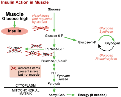 Graphic of Insulin Action in Muscle