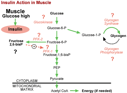 Graphic of Insulin Action in Muscle