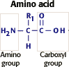 Structural formula for an amino acid. Amino group and Carboxyl group identified