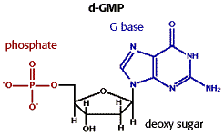 Chemical formula of a nucleotide 