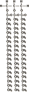Structural formula that includes a molecule of glycerol and fatty acids molecules