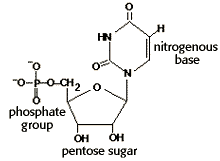 Structural formula that includes a pentose sugar,  ribose,  a phosphate group, and a nitrogenous base. 