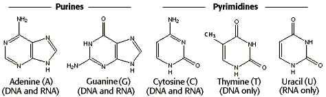 Diagram of 2 purines: Adenine (A) and Guanine (G), both used in the formation of DNA & RNA and 3 Pyrimidines: Cytosine (C) used in the formation of both DNA & RAN, Thymine (T) used in the formation of  DNA only and Uracil (U) used in the formation of RNA only. 