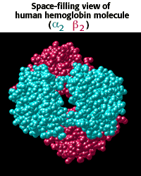 Space-filling view of human hemoglobin molecule 