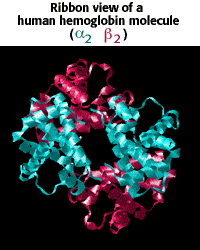 Ribbon view of a human hemoglobin molecule