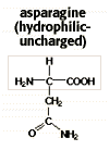 structural formula for asparagine (hydrophillic-uncharged)