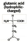 structural formula for glutamic acid (hydrophilic-charged)