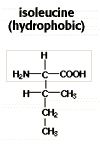 Structural formula for isoleucine (hydrophobic)
