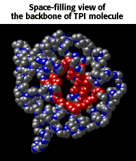 Space-filling view of the backbone of TPI molecule linking to a rotating quickTime movie of same