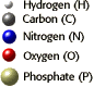 Elements of the phospholipid molecule: H, C, N, O, P