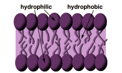 lipid bilayer
