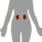kidneys