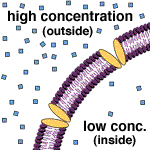 channel protein