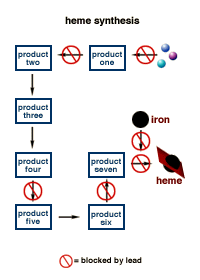 synthesis of heme