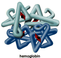 hemoglobin molecule with iron