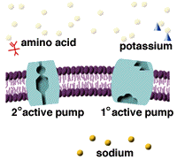 animated diagram of active transport
