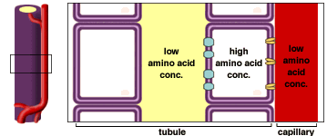 tubule membranes