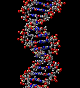 DNA structure